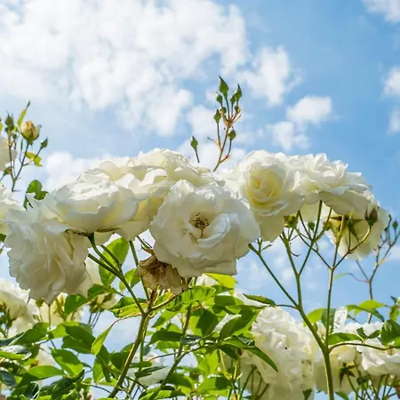 Apartamento Spacious, Warm And Updated W Parking & Garden Bredene